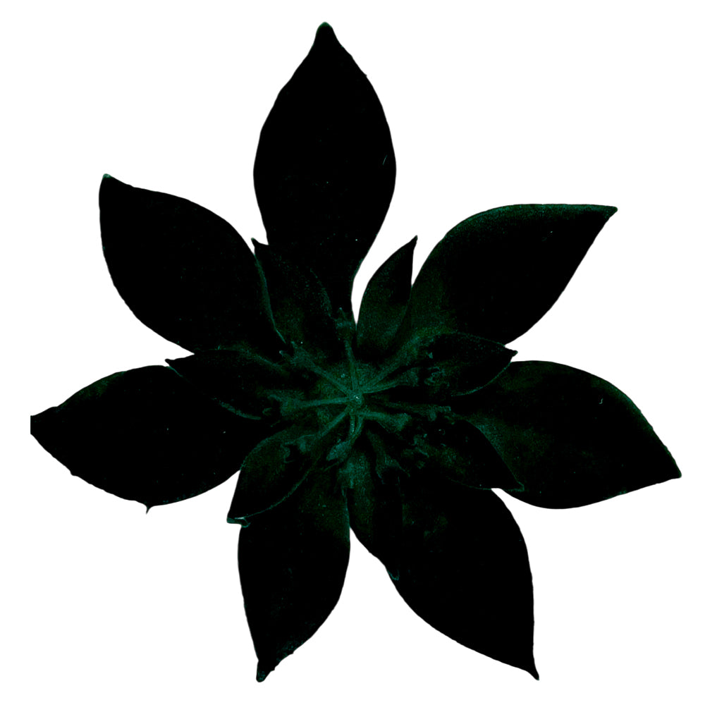 Flor Poinsettia 15CM 2 Piezas Verde - Montefiori Christmas