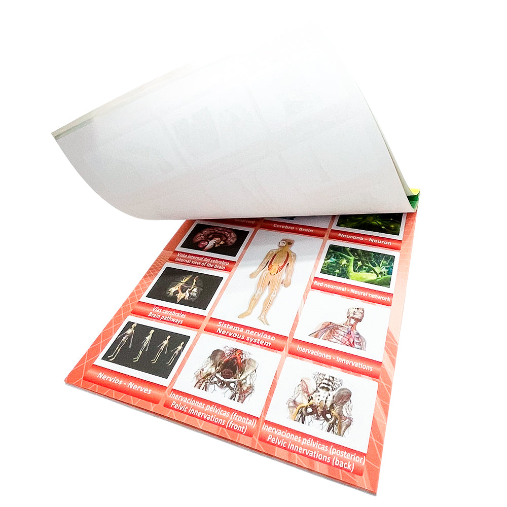 Libro de Recortes Didactin Ingles / Español