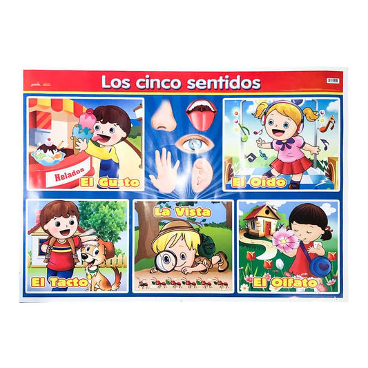 Poster Escolar Granmark Los 5 Sentidos 70 cm x 50 cm