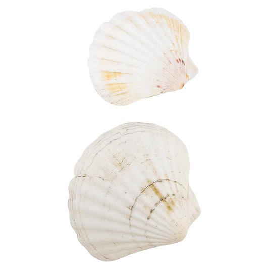 Concha de Mar Decorativa Home Elegance 2 Piezas - Surtido